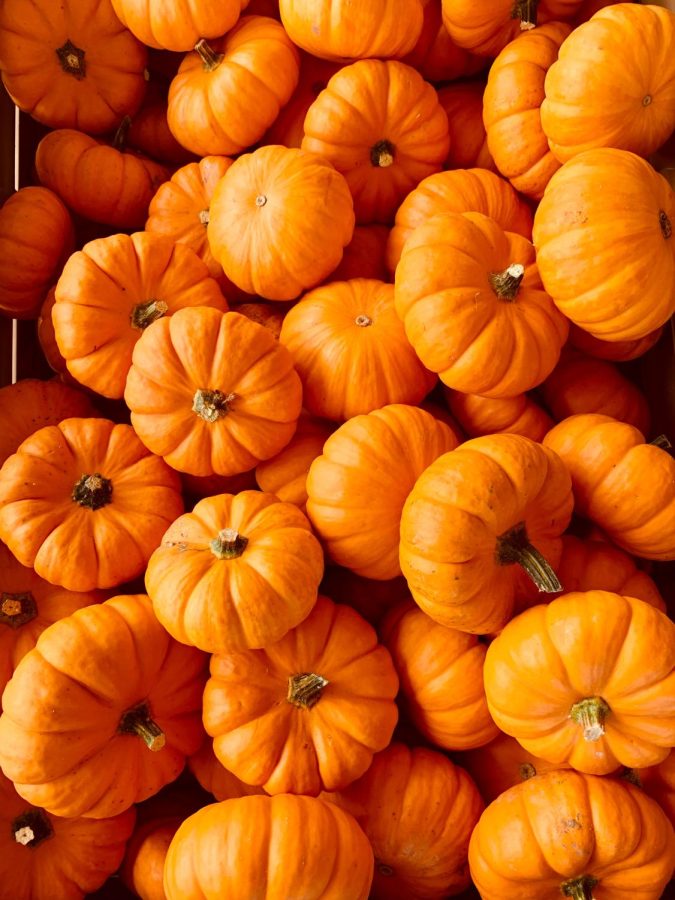 A bunch of pumpkins.